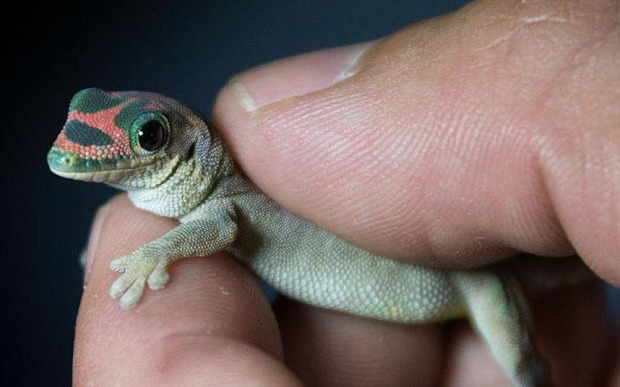 Apparently, one of the geckos sent into space. (Source: ROSCOSMOS)